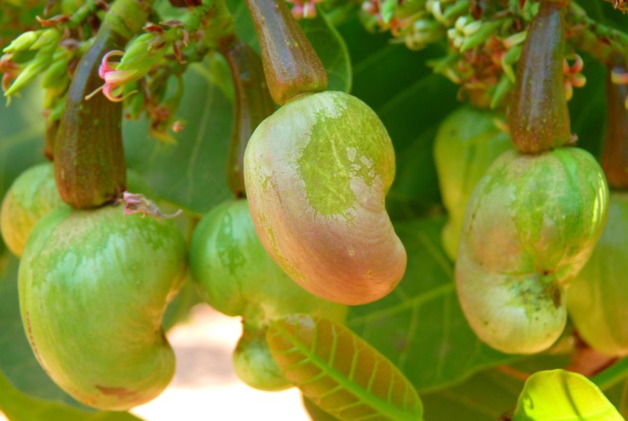 Cashew Processing at GDIZ Benin - GDIZ Benin